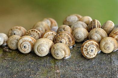 育碧否认刻意宣传正确文化 称要以玩家、玩法为中心